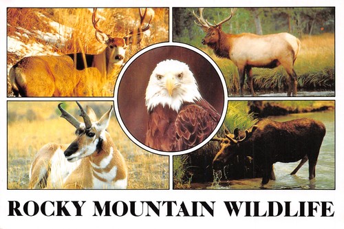 Usa rocky mountain wildlife - rocky,
