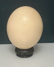 Très Ancien Œuf D Autruche