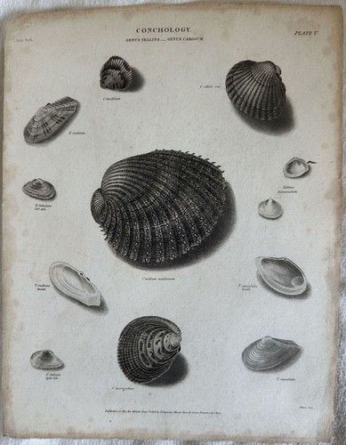 Musique tellina cardium - musique,