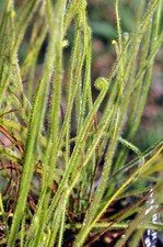 Drosera filiformis var tracyi