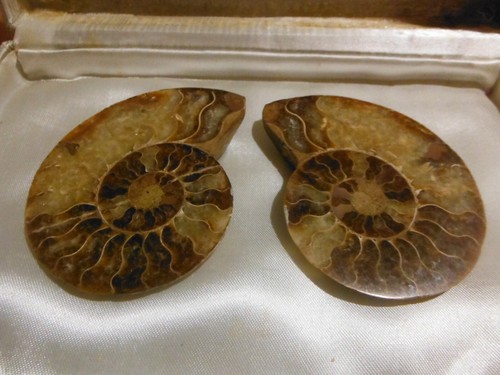 Stock fossiles lot - stock,