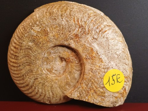 Ammonite harpoceras facilferum - harpoceras,