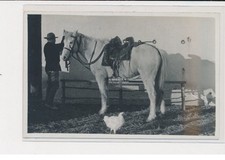 Surroundings Saintes Maries de la Mer - Photo Georges (Arles) - Manade - Marquis B