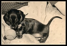 Photo, exposition canine