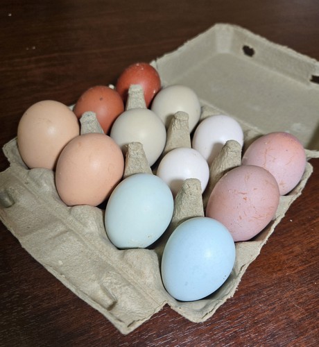 Premium rainbow hatching - 12,