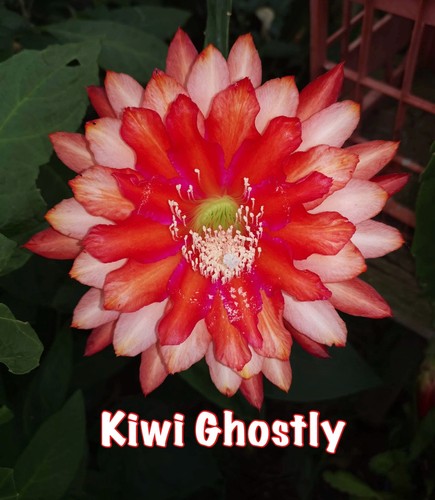 Rare epiphyllum kiwi - epiphyllum, ghostly