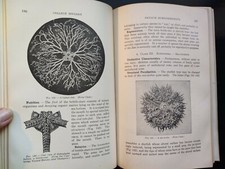 COLLEGE ZOOLOGY.  Robert W. Hegner, Ph.D.  1927.  Hardcover