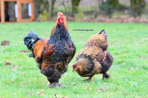 Gold laced brahma - laced, fertile