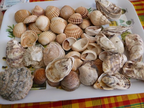 Coquillages divers côte - coquillages, de