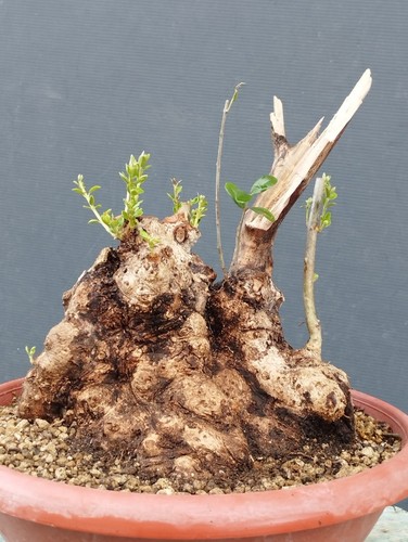 Bonsaï olivastro 22 cm - olivastro,