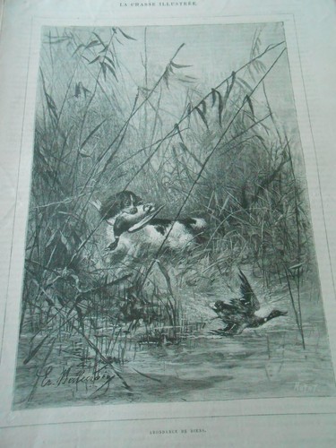 Gravure 1888 chien de - gravure,