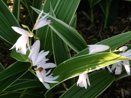 Bletilla striata albostriata - bletilla,