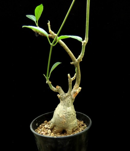 Fockea multiflora euphorbia - multiflora,