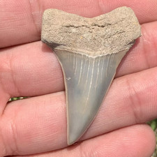 Carcharodon hastalis Extinct