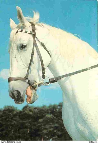 Postcard animals horses - animals,