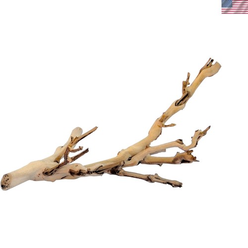 Compact forest branch for - compact,