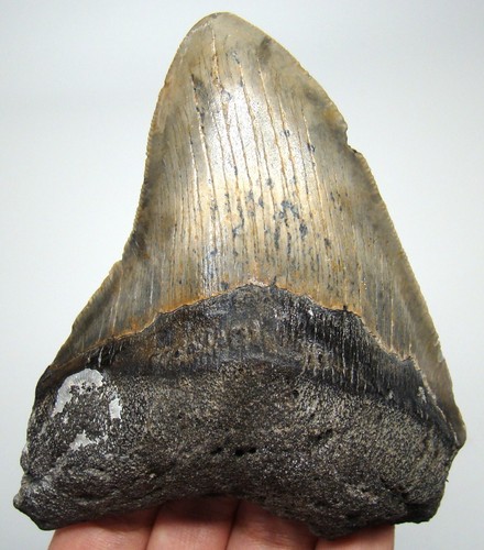 Megalodon shark tooth - tooth, fossil