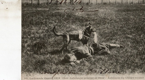Cpa grande guerre1914 - grande, guerre1914/chien