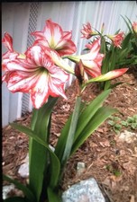 Amaryllis 3  Bulbs White with