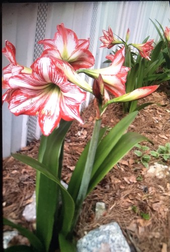 Amaryllis bulbs white with - bulbs,