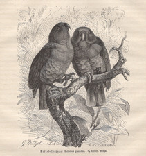 Grand Eclectus Parrot Pair Antique Print 1882 German Engraving Brehms Thierleben