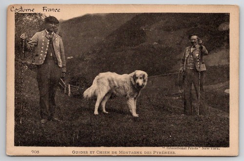 Guides chien montagne - guides, de