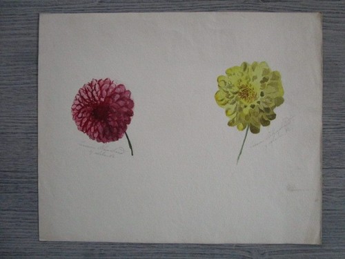 Aquarelle ancienne fleurs - -,