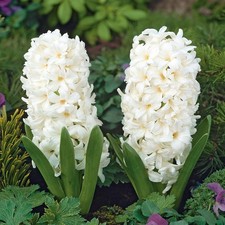 Bulbes de jacinthes Hyacinthus Carnegie 15 pcs