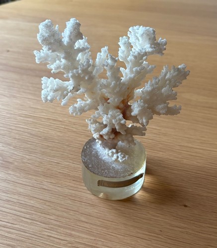 Corail pocillopora verrucosa - pocillopora,