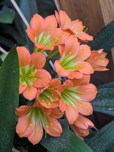 Clivia miniata seeds - miniata, seeds/