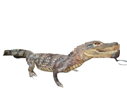 Taxidermie crocodile cm - taxidermie,