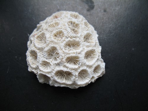 Corail oursin