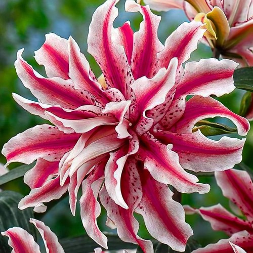 Bulbes lys rustique magic - bulbes,