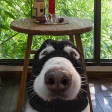 Déguisement Pour Chien -