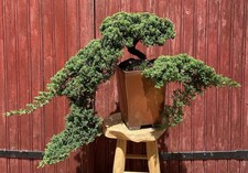 BONSAÏ CASCADE JUNIPERUS