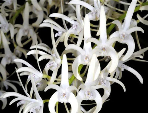 Dendrobium speciosum var