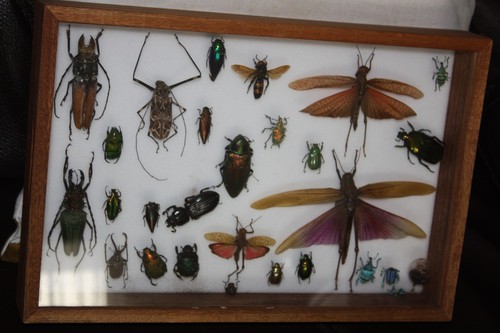 Entomologie collection - entomologie,