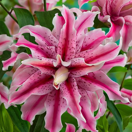Bulbes lotus rustiques - de,