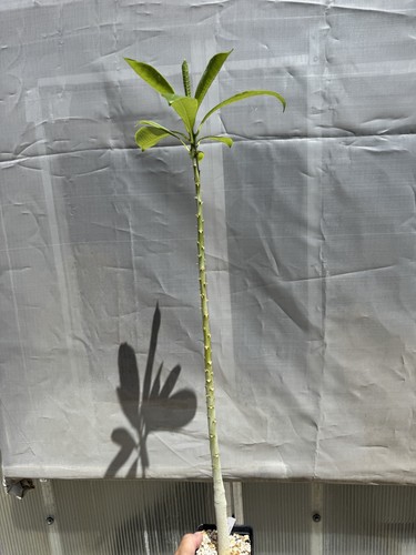 Pachypodium sofiense rare live - sofiense,