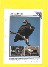 Sheet - No. 84 - Les vultours