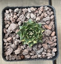 Obregoni Denegrii Veriegata