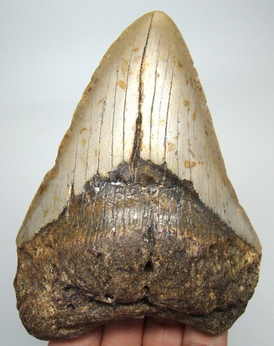 Megalodon shark tooth real - megalodon,