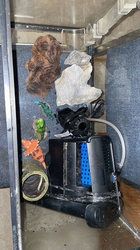 20g aquarium with - with, decor