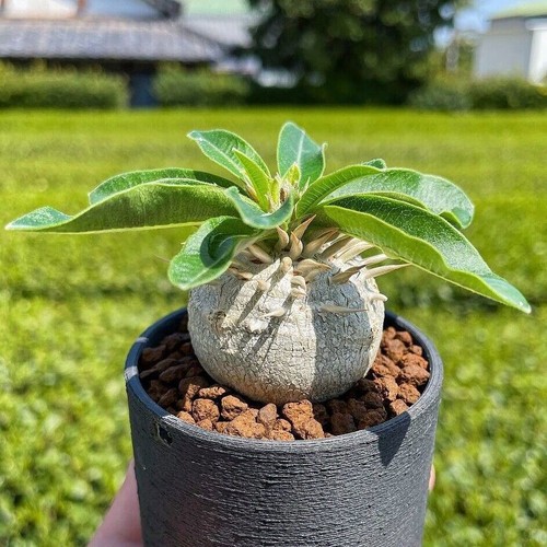 2pcs pachypodium densiflorum - 2pcs,