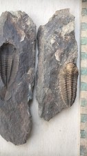 Trilobite Ordovicien