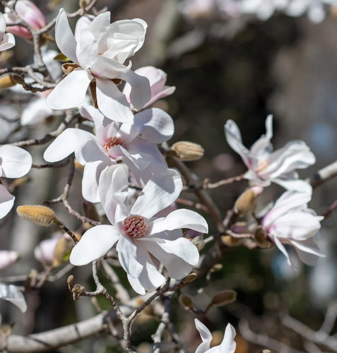 Magnolia loebneri merrill - loebneri, 'merrill'