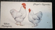 WHITE ORPINGTON  Chickens   Vintage 1931 Illustrated Card  FE16MS