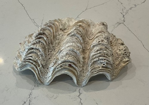 Coquillage benitier ancien de - coquillage,