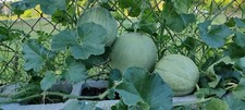 30+ (Noir des Carmes) Cantaloupe seeds/ Dưa lưới / for 2025 season