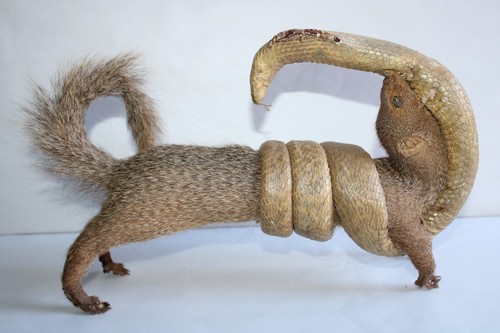 Taxidermie mangouste cobra - et,